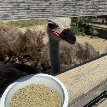Ostrichland USA - Ostrich - Attraction Farms Near Me - Solvang, California Ostrichland USA - Ostrich - Attraction Farms Near Me - Solvang, California