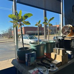 Tim's Auto Care - Shop plants
