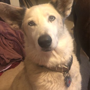 Frontier Veterinary Hospital - My beautiful girl! - Veterinarians Near Me - Hillsboro, Oregon Frontier Veterinary Hospital - My beautiful girl! - Veterinarians Near Me - Hillsboro, Oregon