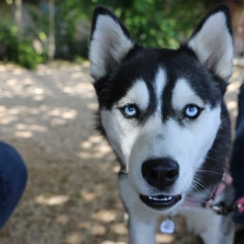 Berryessa Gap Vineyards Estate Winery - Dog friendly patio. This is my new dog friend. - Wine Tours Near Me - Winters, California Berryessa Gap Vineyards Estate Winery - Dog friendly patio. This is my new dog friend. - Wine Tours Near Me - Winters, California