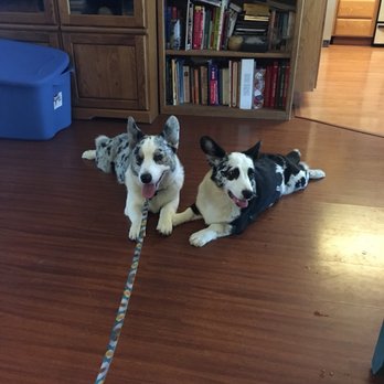 Aldergate - Brother and Sister hanging out for a play date. - Pet Services Near Me - Arcata, California