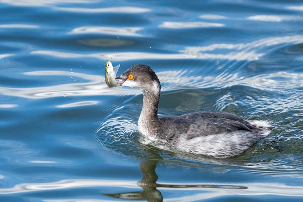 Bolsa Chica Ecological Reserve by null