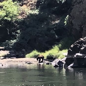 Morrisons Rogue Wilderness Adventures - Bear sighting - Rafting/Kayaking Near Me - Merlin, Oregon Morrisons Rogue Wilderness Adventures - Bear sighting - Rafting/Kayaking Near Me - Merlin, Oregon