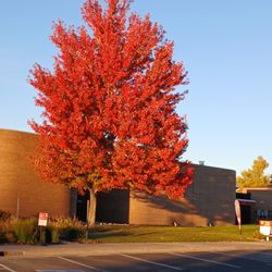 Lakewood Library - Jefferson County Public Library - October 2025 magnificent Red Tree in front