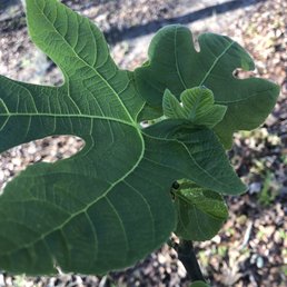 Turkey fig tree Turkey fig tree