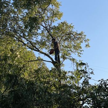 Timeline Roofing and Remodeling - Cutting down this tree making space for our clients new carport - General Contractors Near Me Timeline Roofing and Remodeling - Cutting down this tree making space for our clients new carport - General Contractors Near Me