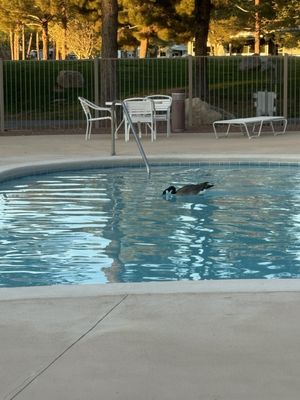 Lakeside RV Park by null