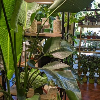 The Growing Groves Plant Shop - Nurseries & Gardening Near Me - Davis, California The Growing Groves Plant Shop - Nurseries & Gardening Near Me - Davis, California