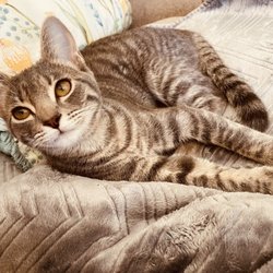 North County Sports Medicine and Physical Therapy - Our new kitty-JOY-she joined our family 5 days  after completion of rehab