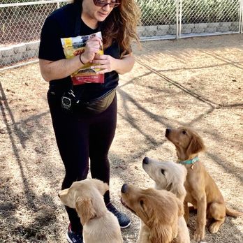 Vail Ranch Goldens - Here's another Junior training group class - Pet Breeders Near Me Vail Ranch Goldens - Here's another Junior training group class - Pet Breeders Near Me