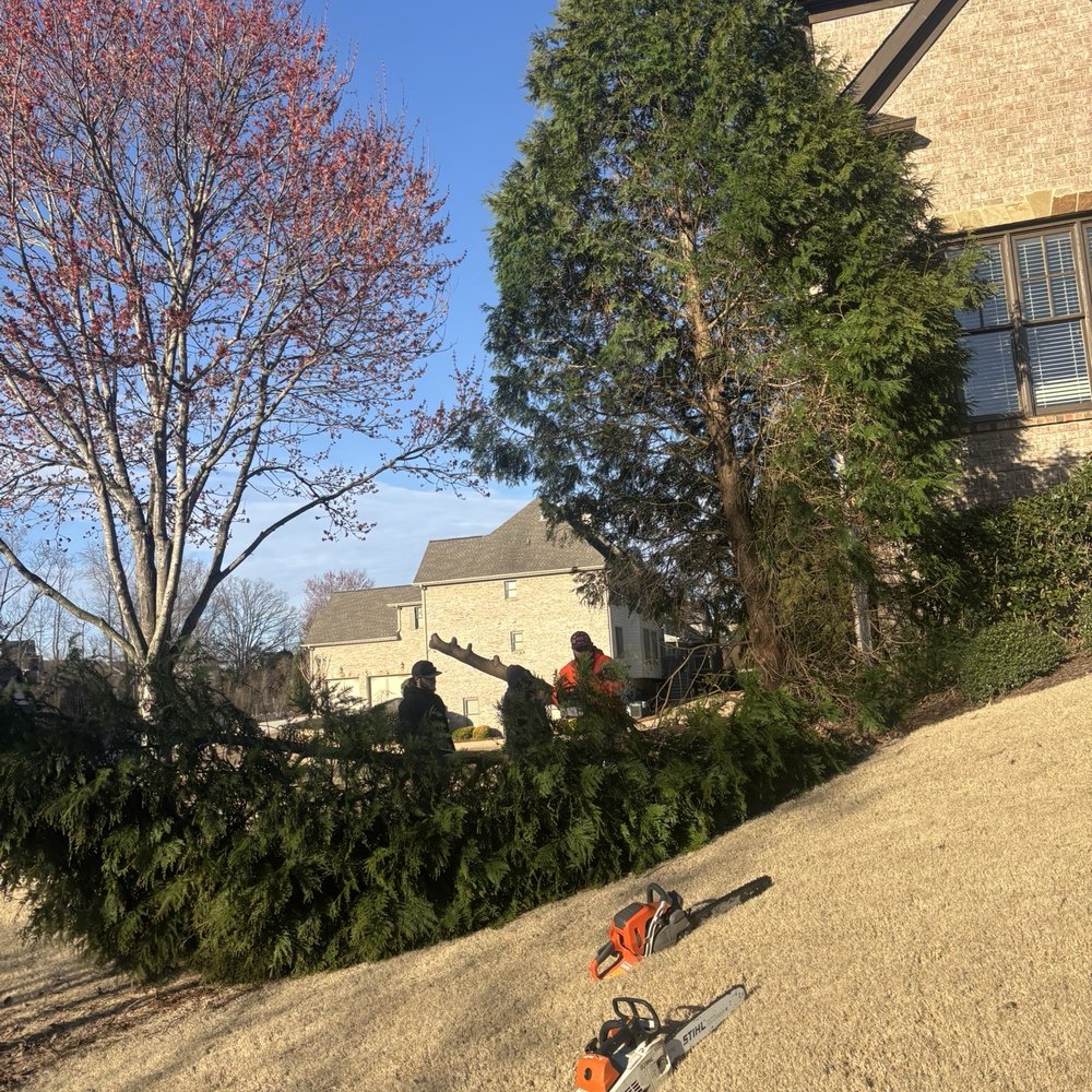 Reasonable Tree Experts - Tree Services Near Me - Braselton, Georgia Reasonable Tree Experts - Tree Services Near Me - Braselton, Georgia