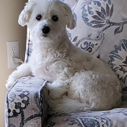 Pampered Pooch - Pearl, she is 7 and she thinks she is a "Diva". I'm looking for reasonable grooming for her. She weighs 15 po. What do you charge forservice