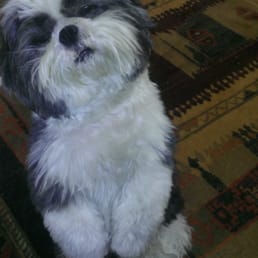 Gizmo always looks great after a day at Shear Magic! Gizmo always looks great after a day at Shear Magic!