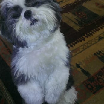 Shear Magic by Cinda & Michael - Gizmo always looks great after a day at Shear Magic! - Pet Groomers Near Me - Pleasanton, California Shear Magic by Cinda & Michael - Gizmo always looks great after a day at Shear Magic! - Pet Groomers Near Me - Pleasanton, California