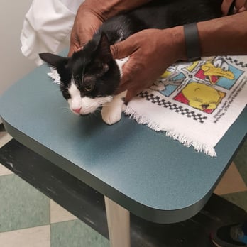 The Cat Doctor - Veterinarians Near Me - New Hyde Park, New York