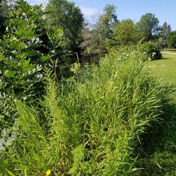 Grede Park - 2019 August. Flowers along the river's edge. - Parks Near Me - Waukesha, Wisconsin Grede Park - 2019 August. Flowers along the river's edge. - Parks Near Me - Waukesha, Wisconsin