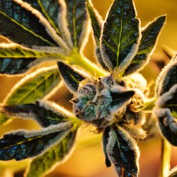 E&M Medicals - THC strain Candyland grown in house