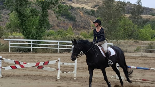 Le Cheval Sport Horses by null