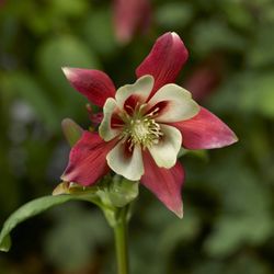 Geoseed - Aquilegia caerulea, Kirigami Red & White