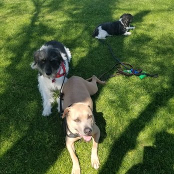 Coachella Valley Pets - CV PETS - A day at the park.... - Pet Sitting Near Me - Cathedral City, California Coachella Valley Pets - CV PETS - A day at the park.... - Pet Sitting Near Me - Cathedral City, California