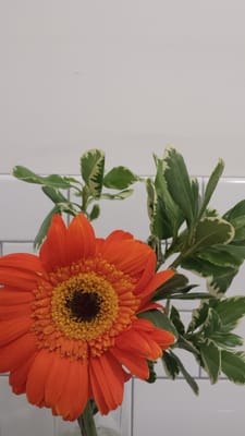 Kindness & Mischief Coffee Roasters by null