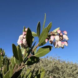 Ulistac Natural Area - Stanford Manzanita