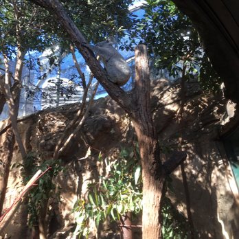 Sydney Wildlife World - Zoos Near Me - Darling Harbour, NSW