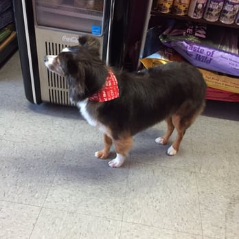 Messy Mutt - Handsome man - Pet Groomers Near Me Messy Mutt - Handsome man - Pet Groomers Near Me