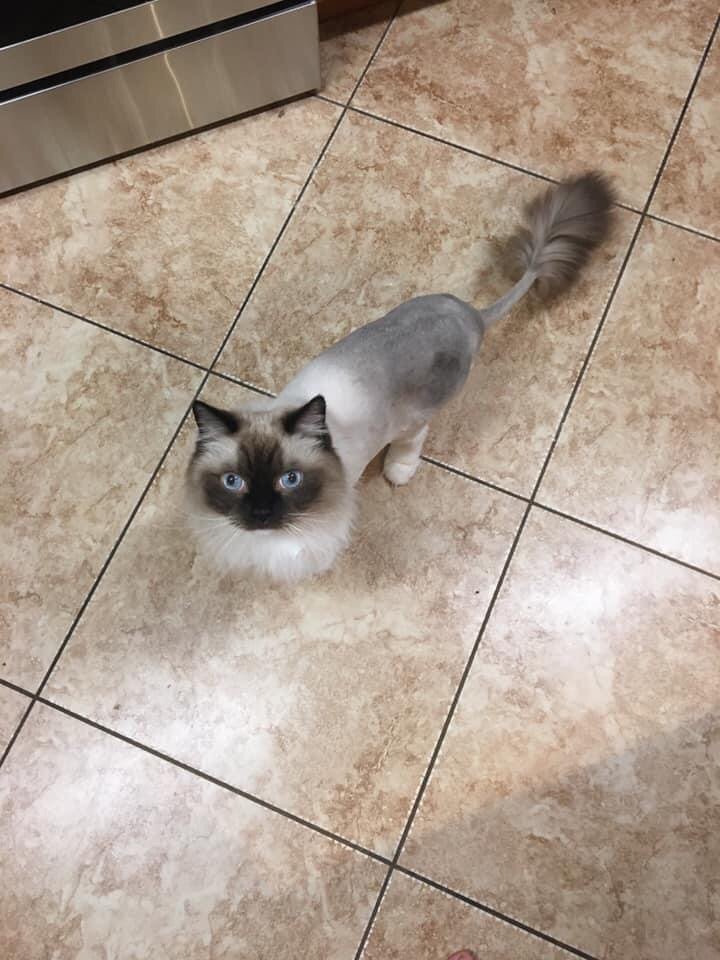 PUPS AND PALS PET CARE 3765 W Pike, Zanesville, Ohio Pet Sitting