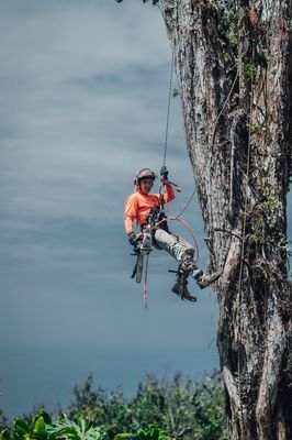 Top Notch Tree Service