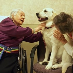 Jewish Home of Greater Harrisburg - Buddy is the Campus yellow lab who gives as much love as he receives!