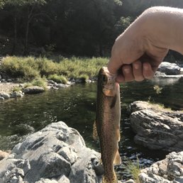 Local trout Local trout