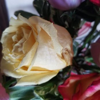 Panage Florist - Brown spots - Florists Near Me - San Juan Capistrano, California