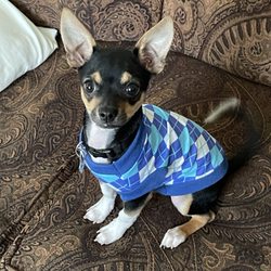 East Beach Veterinary Care - My handsome little gentleman, Pablo!