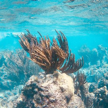 Big Beard's Adventure Tours - Boating Near Me - St Croix, Virgin Islands Big Beard's Adventure Tours - Boating Near Me - St Croix, Virgin Islands