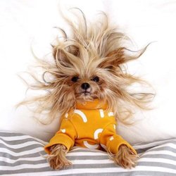 Double Diamond Tack & Feed - Scary dog after bath and blow dry.