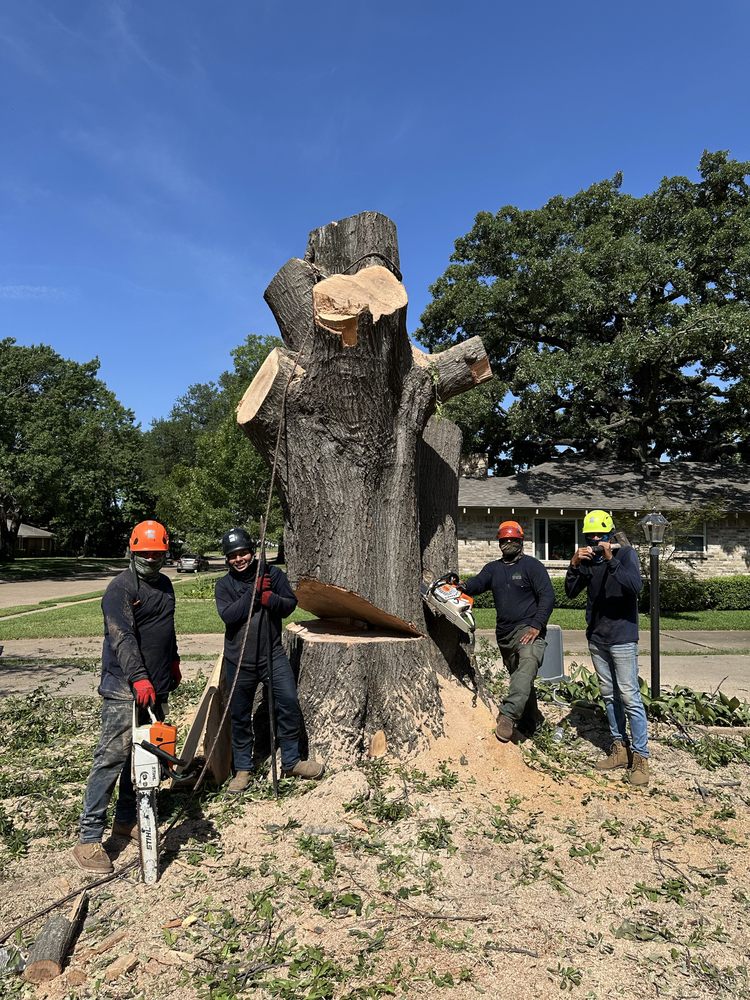 J&J Professional Tree Service - tree service in Dallas, TX