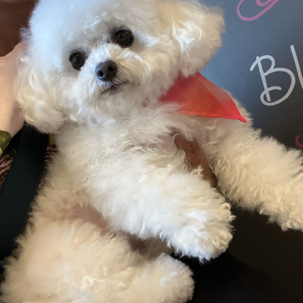 Bitches N Bubbles - Coco is so fresh and clean! Thanks, Steph! - Pet Groomers Near Me - Long Beach, California Bitches N Bubbles - Coco is so fresh and clean! Thanks, Steph! - Pet Groomers Near Me - Long Beach, California