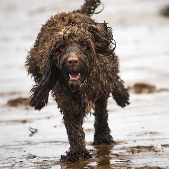 Bishopton Dog Walking Services - ella - Dog Walkers Near Me - Bishopton, RFW Bishopton Dog Walking Services - ella - Dog Walkers Near Me - Bishopton, RFW