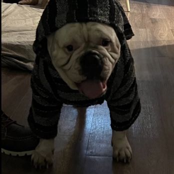 Pedley Veterinary Hospital - My 10 year old female Olde English Bulldog. Mira.. - Veterinarians Near Me - Riverside, California Pedley Veterinary Hospital - My 10 year old female Olde English Bulldog. Mira.. - Veterinarians Near Me - Riverside, California