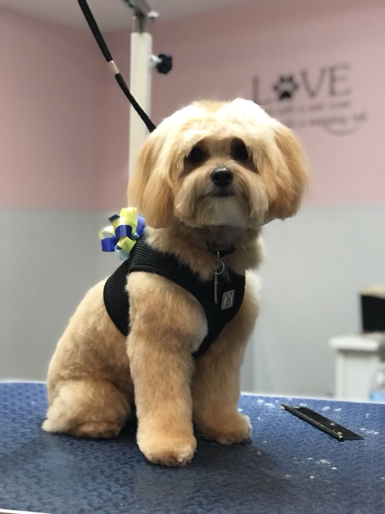 GROOMING BY KAREN Updated October 2024 27 Photos 6083 Beverly