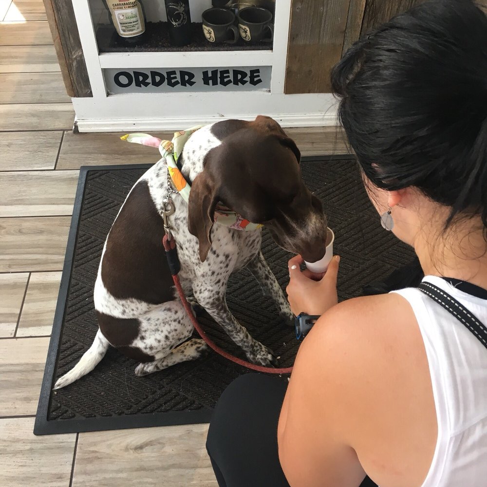 Coffee Hound - Coffee & Tea Near Me - Bar Harbor, Maine Coffee Hound - Coffee & Tea Near Me - Bar Harbor, Maine