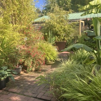 Clinton Bamboo Growers - Nurseries & Gardening Near Me - Seattle, Washington