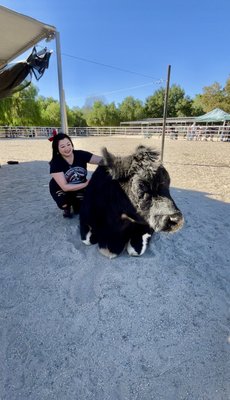 The Gentle Barn by null