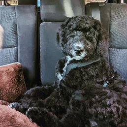 Prince Benji Dog Grooming: Unleash Flawless Style