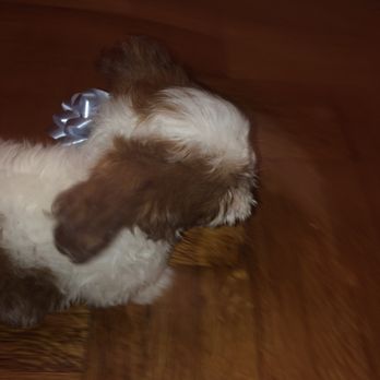 Gabby Pets - Pet Stores Near Me - Bronx, New York
