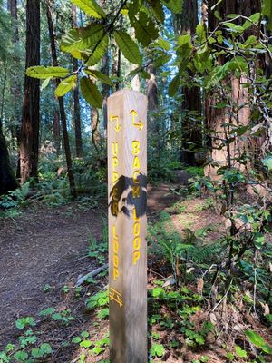 Hendy Woods State Park by null