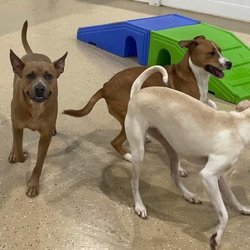 Hounds Town - Gaithersburg