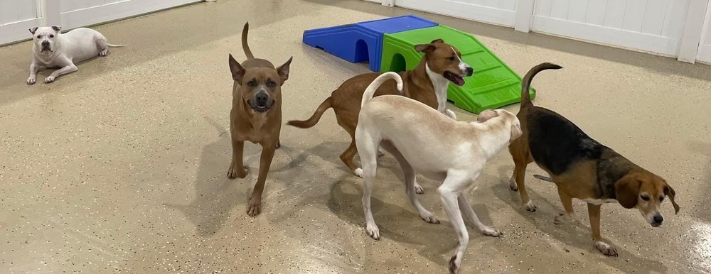 Hounds Town - Gaithersburg - pet boarding facility in Gaithersburg, MD