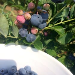 The Blueberry Farm - It was worth the 2 (3 because we got lost) hour drive